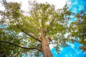 Best Utility Line Clearance  in Tryon, NC