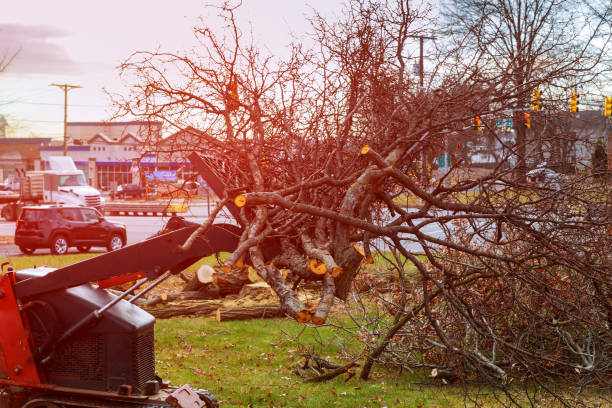 How Our Tree Care Process Works  in  Tryon, NC