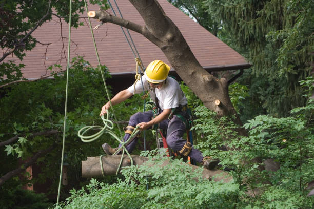 Lawn Watering Services in Tryon, NC