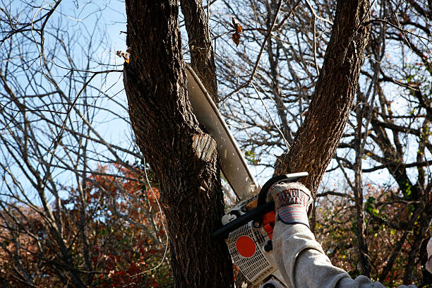 Best Palm Tree Trimming  in Tryon, NC